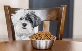 Как перевести собаку  на другой корм