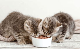 Что такое омега-3, ее польза для кошек и собак