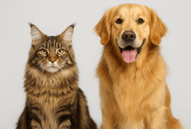 Как распутать шерсть у питомца без воды: решение для длинношерстных кошек и собак