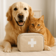 Аптечка для питомца: что должно быть под рукой всегда