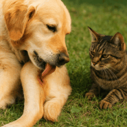 Как обрабатывать царапины и укусы насекомых у животных