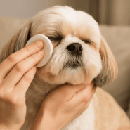 Как убрать слезные дорожки у собак и кошек