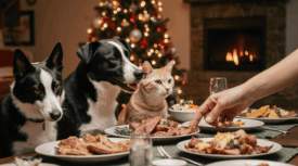 SOS! Расстройство ЖКТ у питомца в праздники: что делать