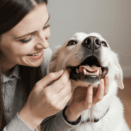 Как приучить собаку чистить зубы: пошаговое руководство для владельцев