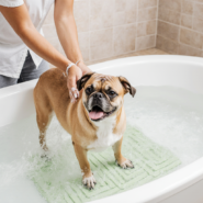 Топ-7 средств для ухода за шерстью: выбираем по типу животного