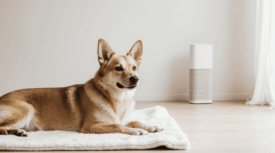 Зимний зуд у собак: почему чешется и как помочь